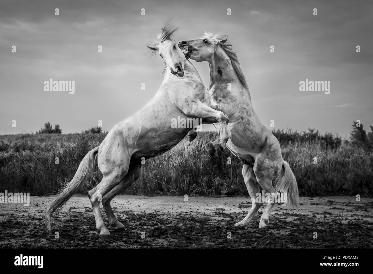 Cavalli Camargue sparring, Saintes-Maries-de-la-Mer, Camargue, Francia Foto Stock