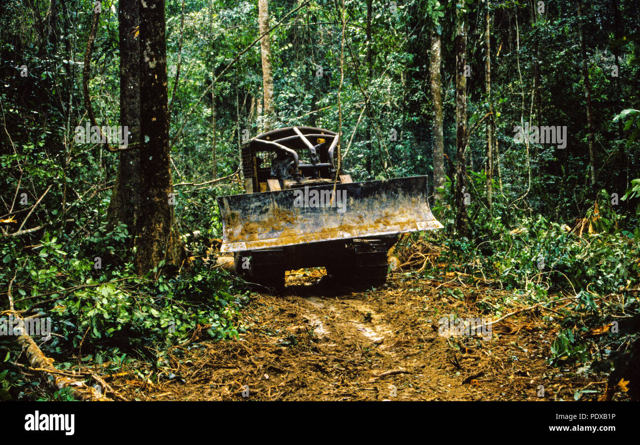 Registrazione di mogano, la foresta pluviale amazzonica Paragominas, Para Stato, Brasile, Sud America. Foto Stock