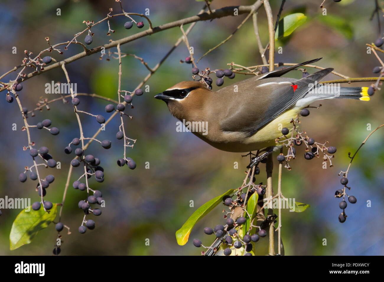 Un cedro waxwing alimentando il ligustro bacche. Foto Stock