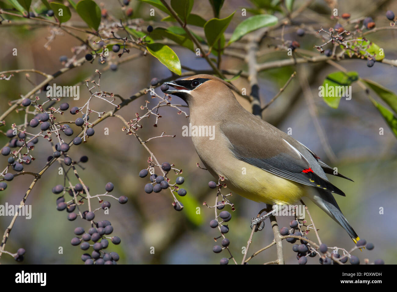 Un cedro waxwing alimentando il ligustro bacche. Foto Stock