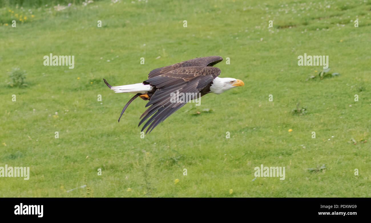 White Headed Eagle battenti. Foto Stock