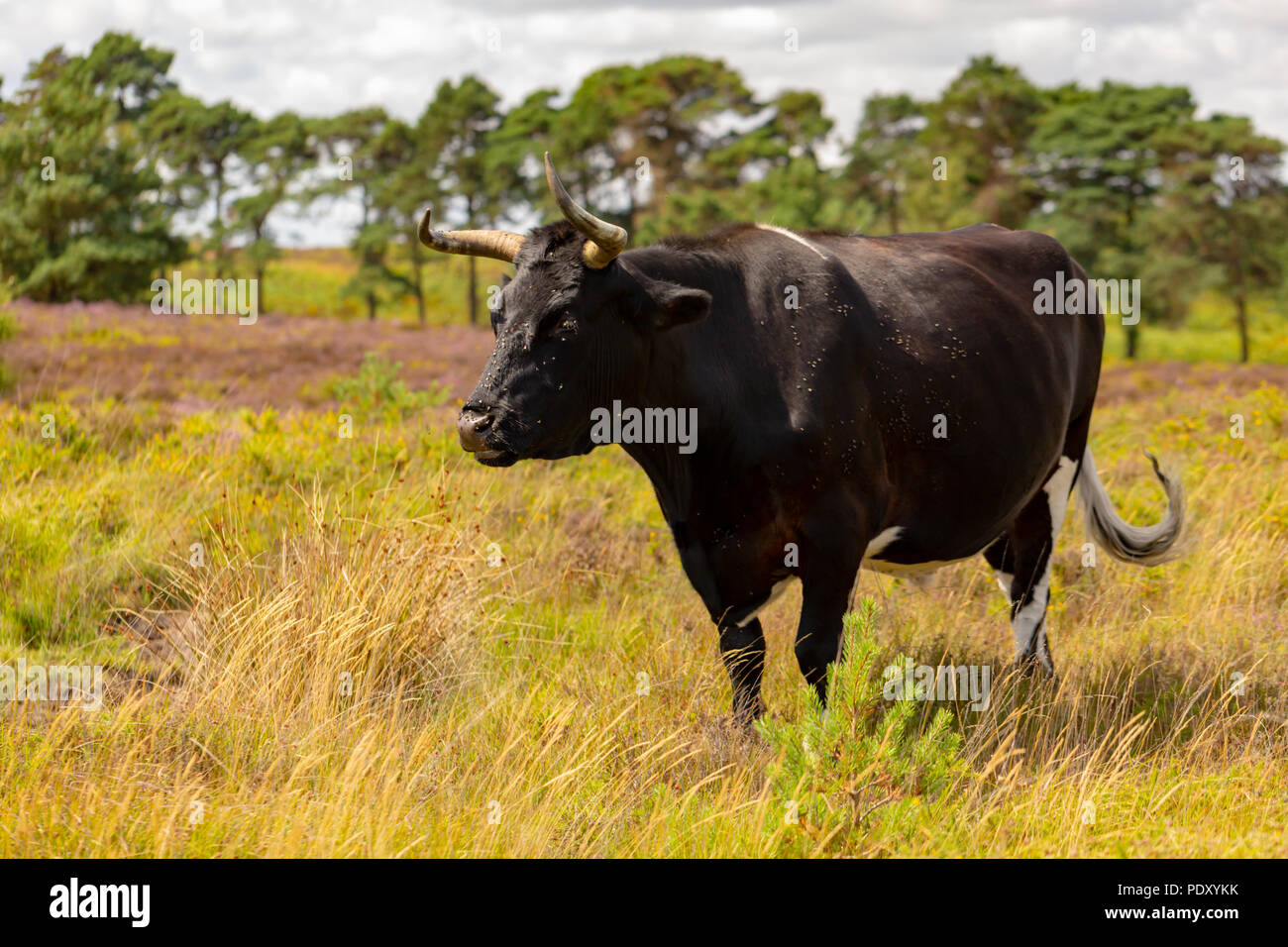 Ritratto di conservazione al pascolo mucca Shetland coperto dalle mosche nelle calde giornate di sole. Foto Stock