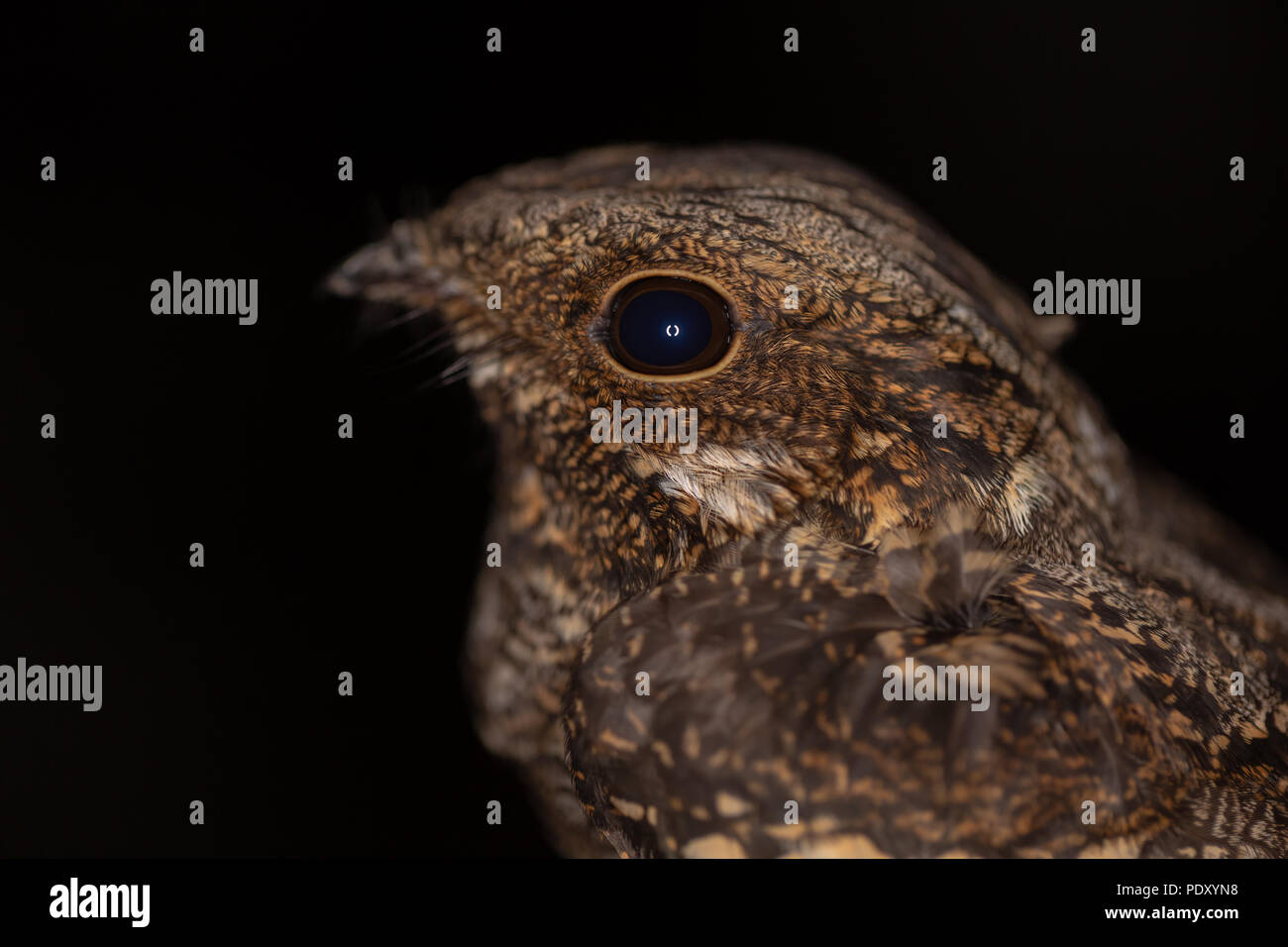 Ritratto notturno di European Nightjar laterali, testa-solo shot con profondità di campo ridotta. Foto Stock