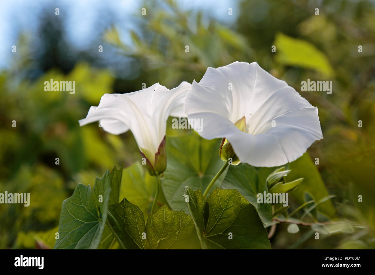 Lifeline è in fiore bianco con splendidi fiori. Alcune gemme sono in attesa del loro turno. Foto Stock