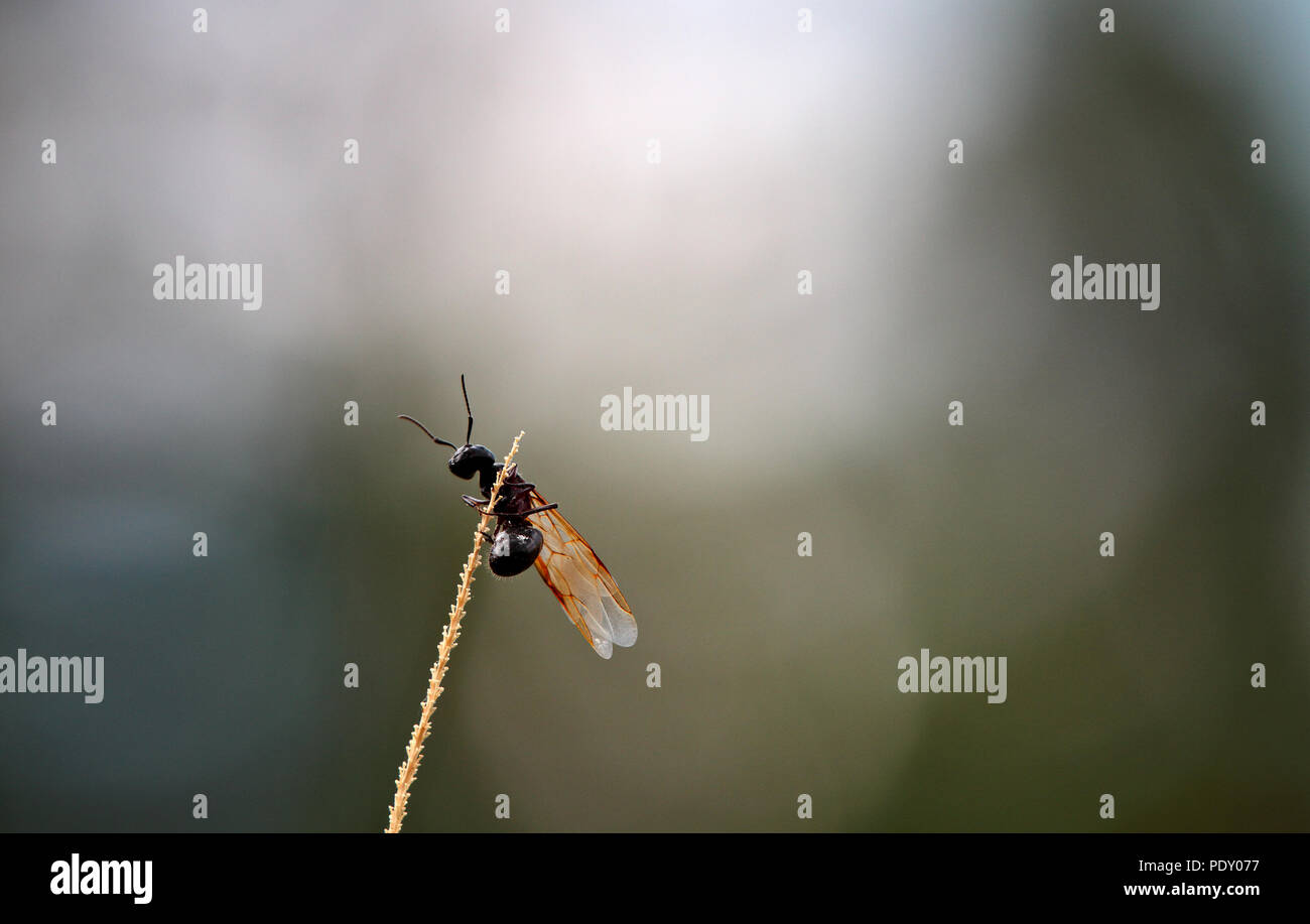 Un falegname ant cercando di prendere il largo Foto Stock