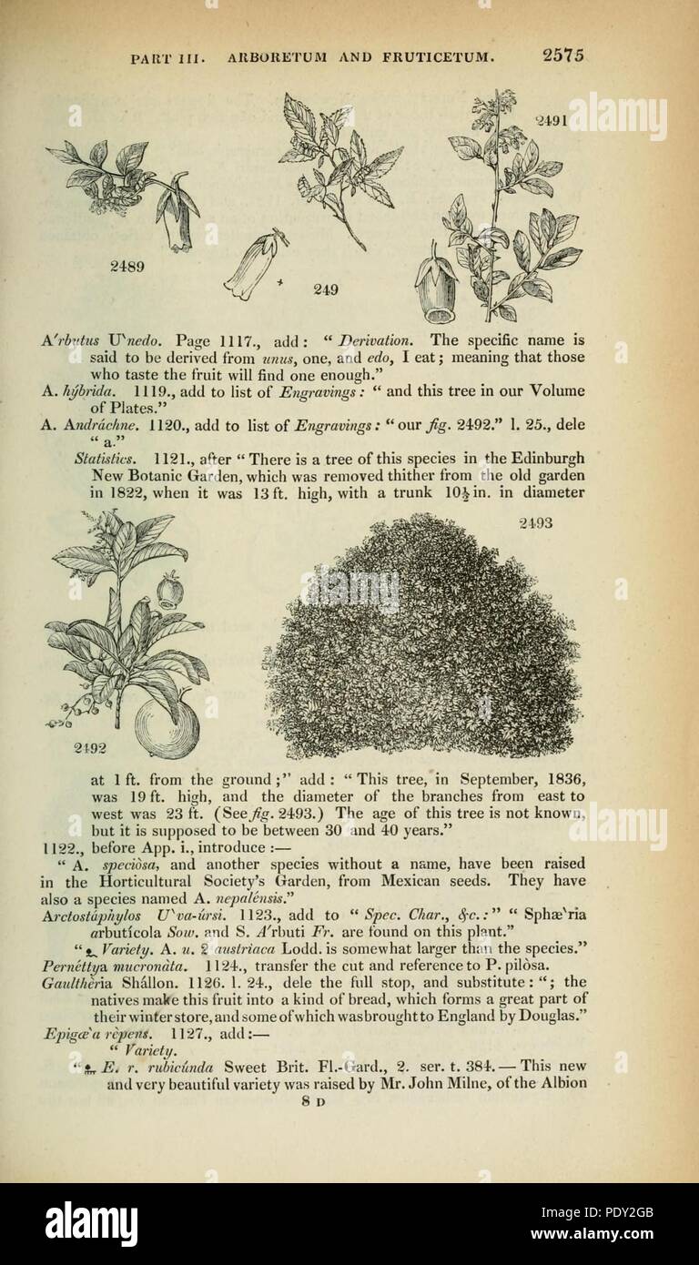 Arboretum et fruticetum britannicum (pagina 2575) Foto Stock
