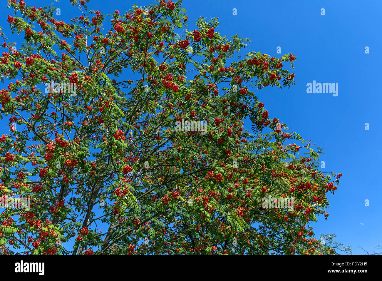 I frutti rossi a livello europeo rowan (Sorbus aucuparia), cielo blu, Baviera, Germania Foto Stock