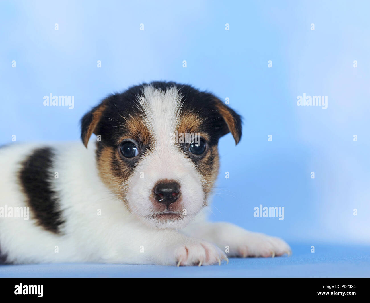 Jack Russell Terrier, marrone e bianco tricolore, cucciolo, 6 settimane, animale ritratto, studio shot, Austria Foto Stock