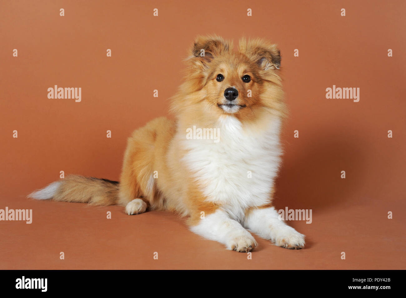 Sheltie, sable, giovane maschio, sdraiato, studio shot, Austria Foto Stock