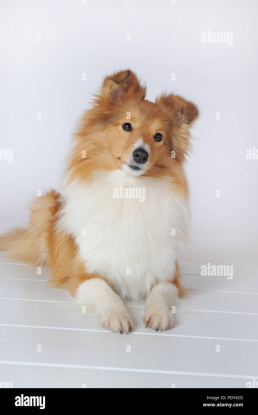 Sheltie, sable, giovane maschio, sdraiato, fedeli guardano, studio shot, Austria Foto Stock