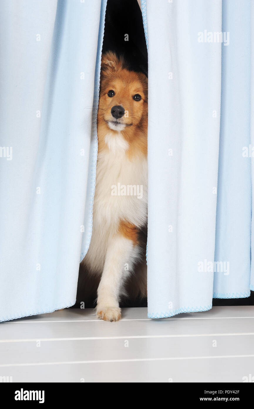 Sheltie, sable, giovane maschio, guarda attraverso la tenda, studio shot, Austria Foto Stock