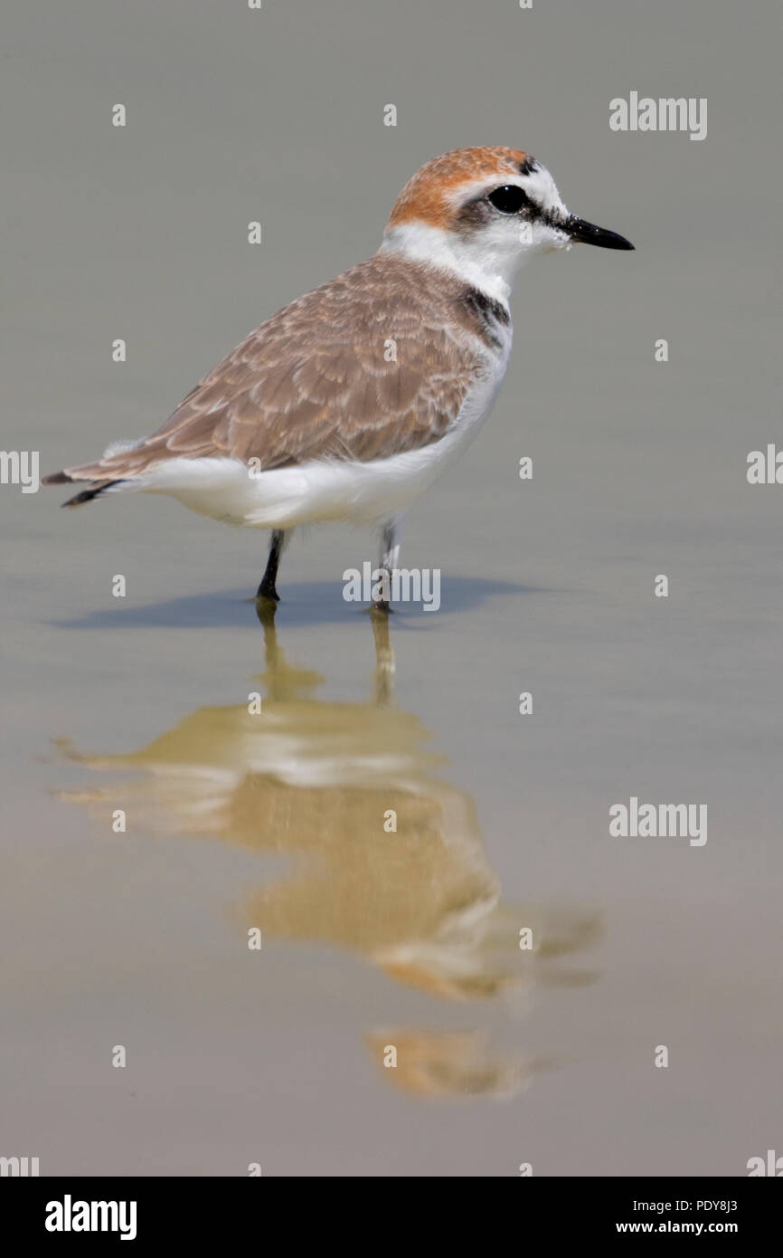 Strandplevier pootjebadend. Fratino paddling. Foto Stock