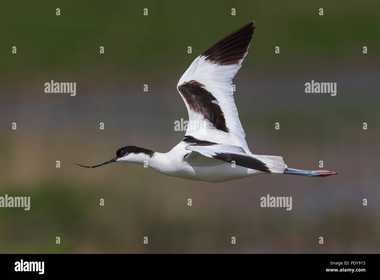 Flying avocetta; Recurvirostra avosetta Foto Stock