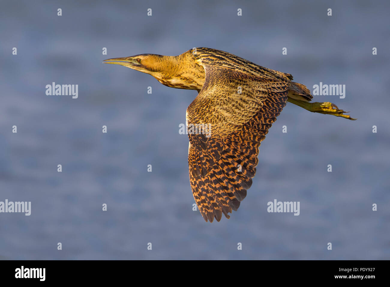 Flying grande Botaurus stellaris Foto Stock