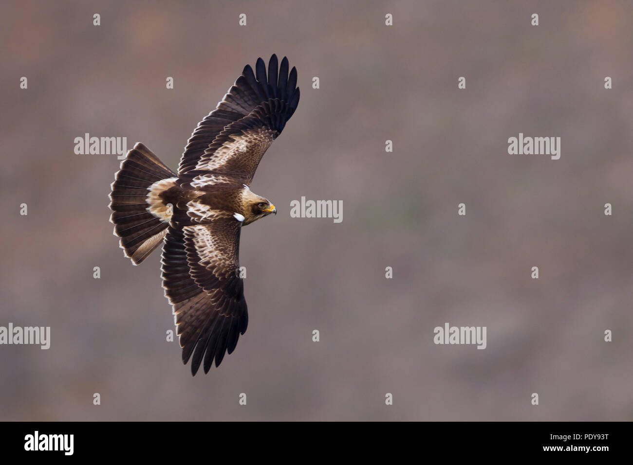 Flying avviato Eagle (Aquila pennata) Foto Stock