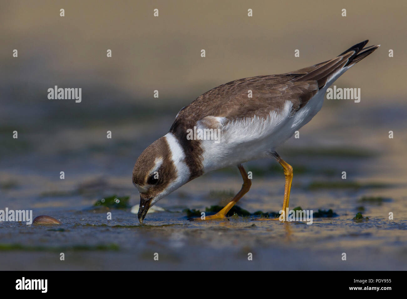 Di inanellare Plover; Charadrius hiaticula Foto Stock