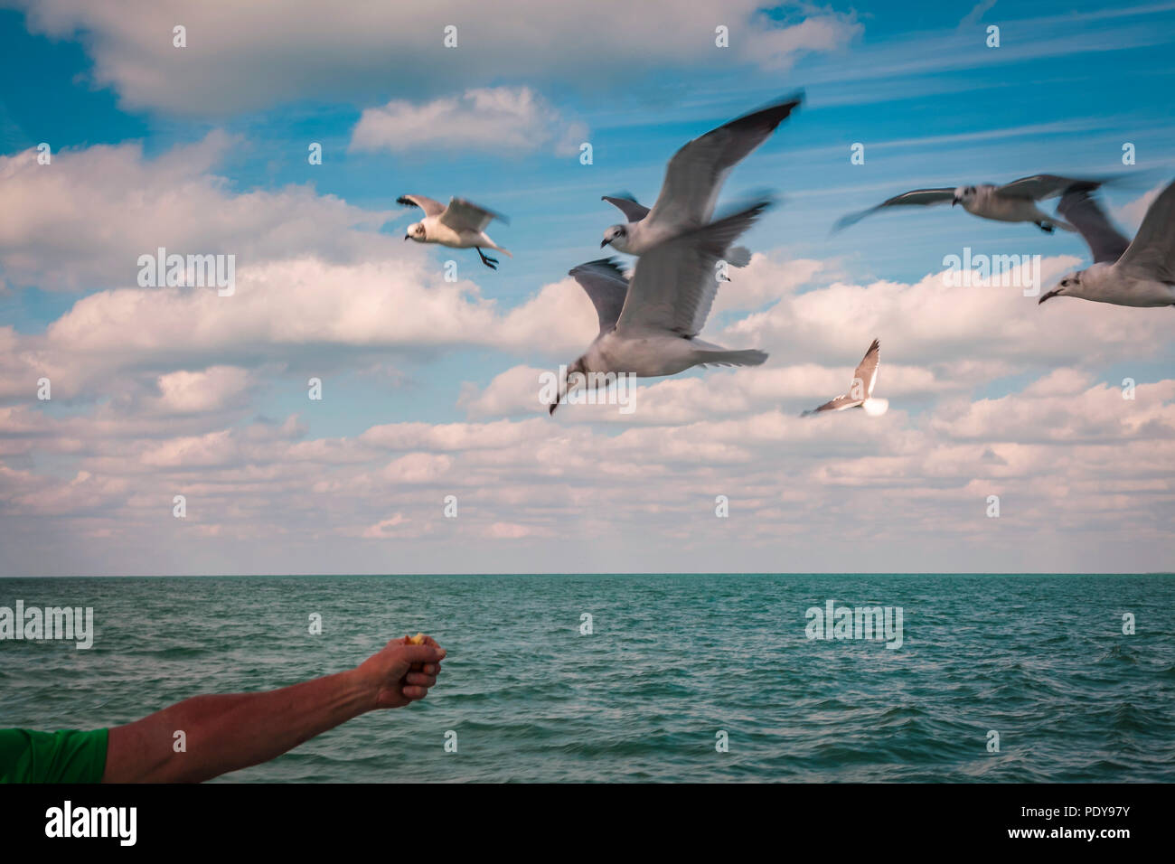 Uccelli in volo sopra l'oceano alimentato da un essere umano Foto Stock