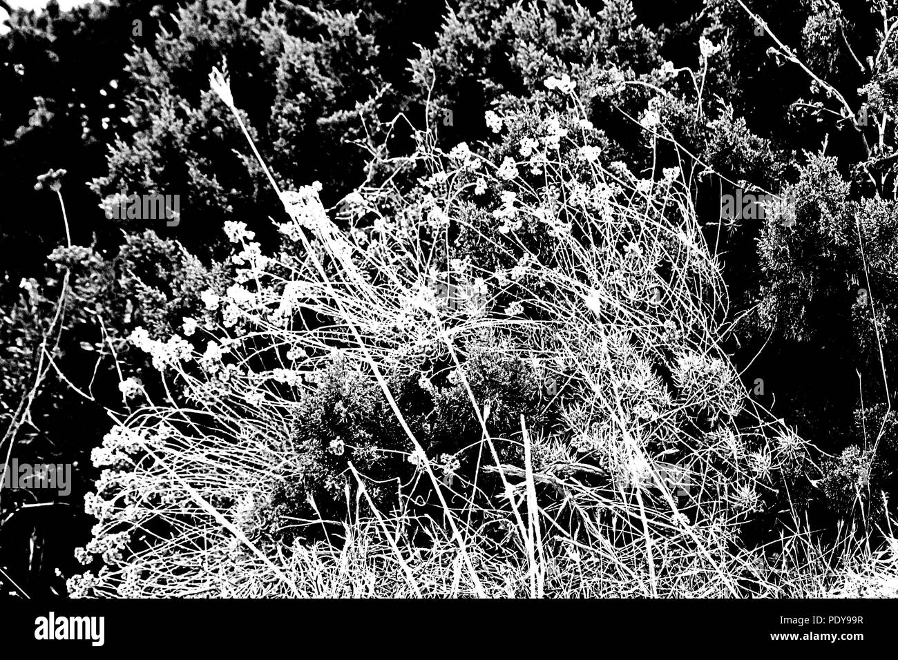 Fiori - in bianco e nero - vicino alla spiaggia sulla duna di Rio Martino, il Parco Nazionale di San Felice Circeo, la terra della Maga Circe. Latina, Italia. Foto Stock