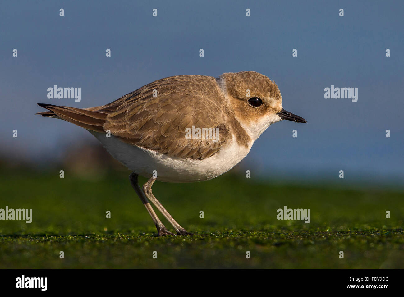 Fratino; Charadrius alexandrinus Foto Stock