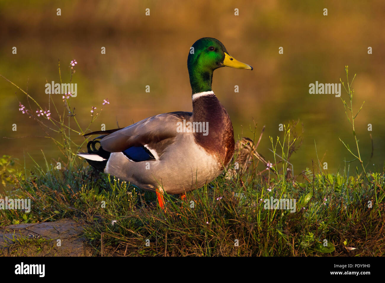 Il Germano Reale maschio; Anas platyrhynchos Foto Stock