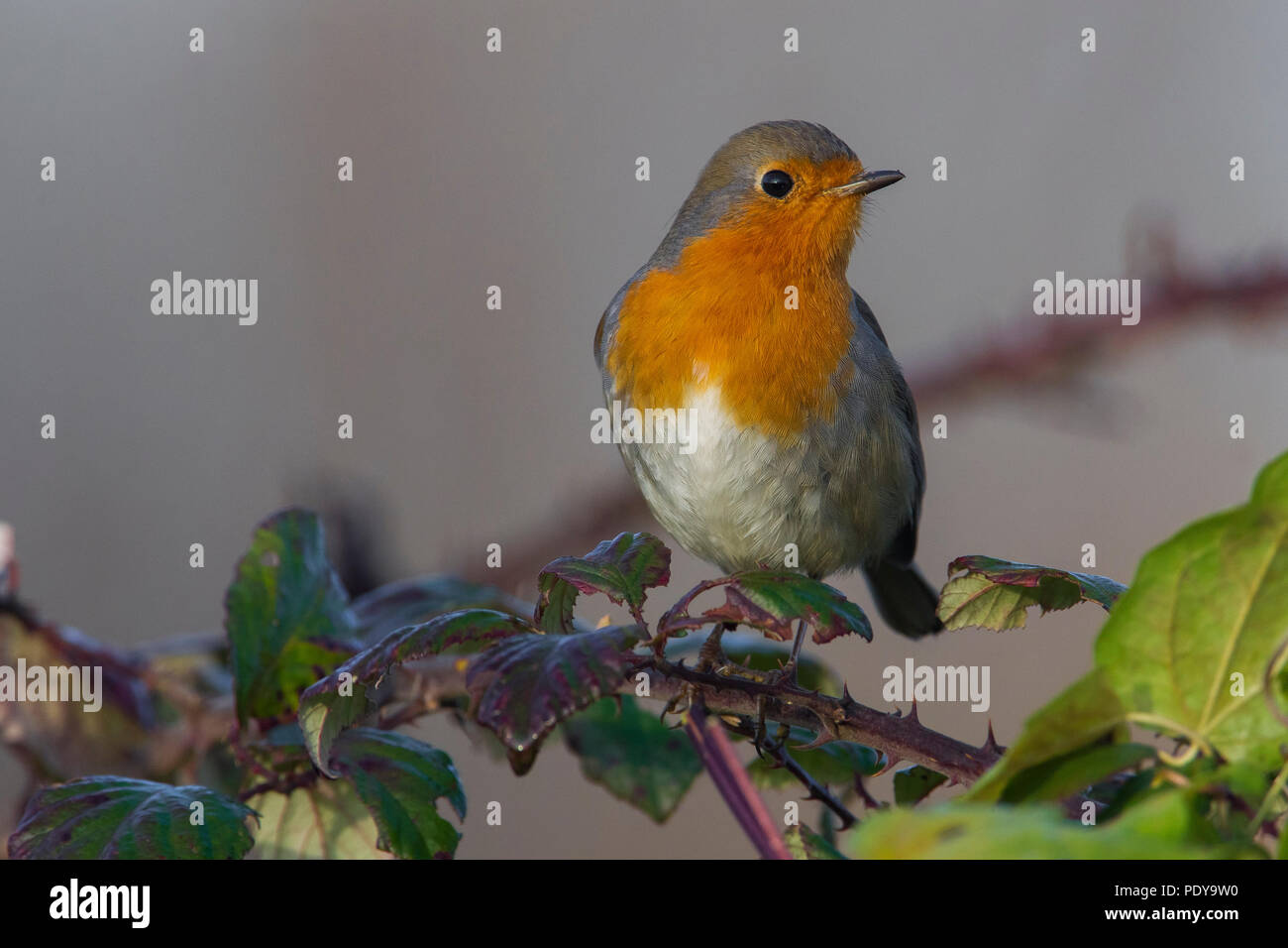 Unione Robin (Eritachus rubecula) Foto Stock Unione Robin (Eritachus rubecula) Foto Stock