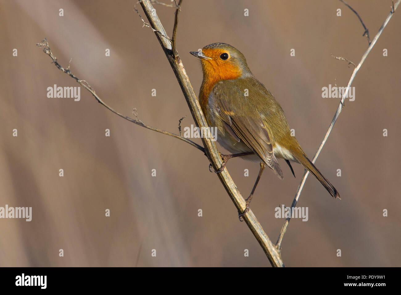 Unione Robin (Eritachus rubecula) Foto Stock Unione Robin (Eritachus rubecula) Foto Stock