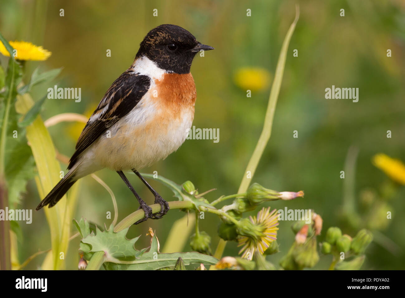 Siberian Stonechat (Saxicola maurus) Foto Stock