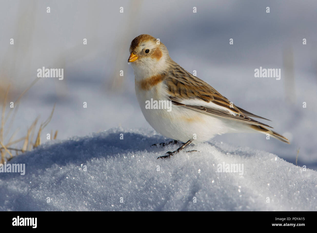 Snow Bunting (Plectrophenax nivalis) Foto Stock