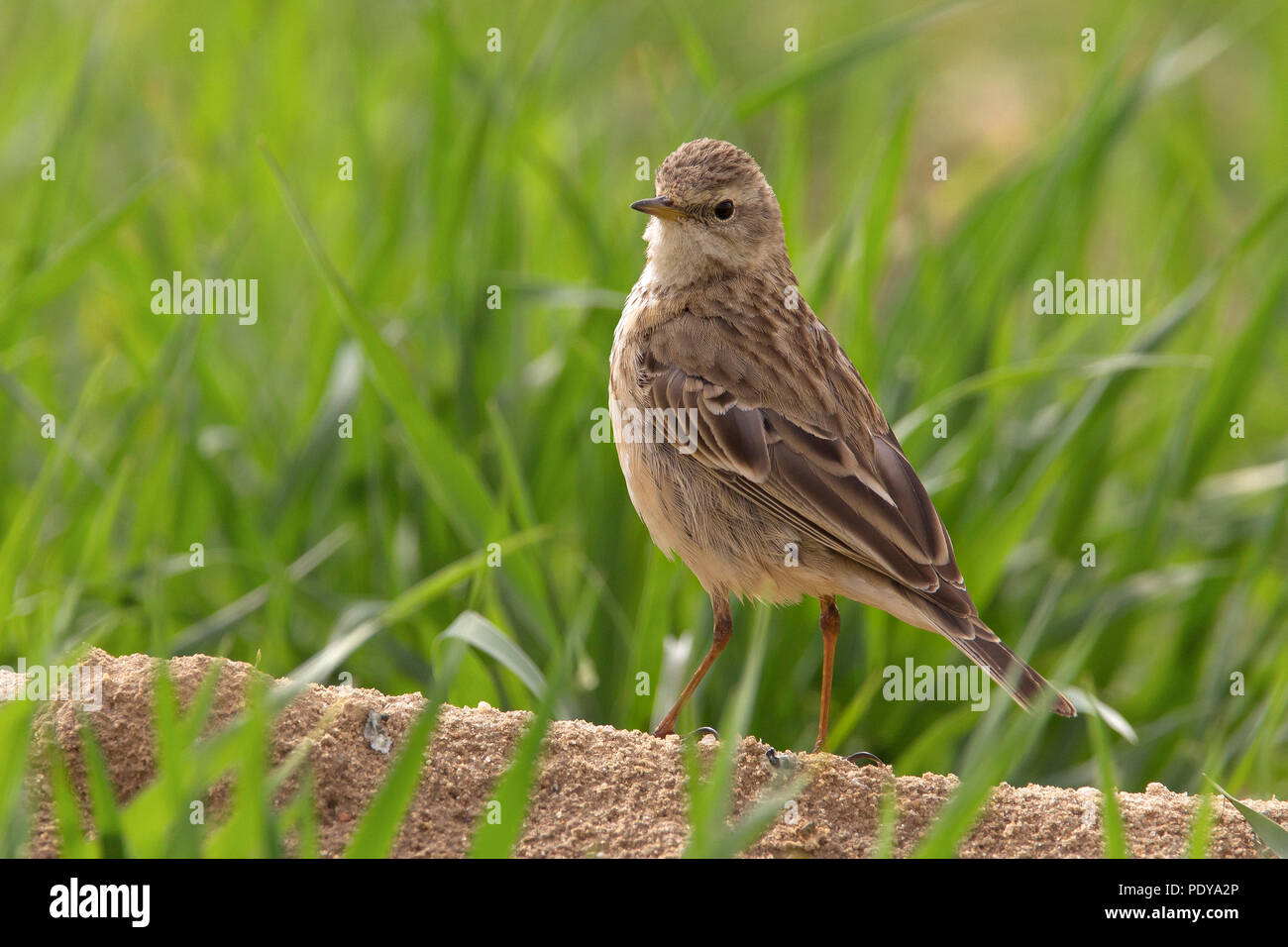 Acqua (Pipit Anthus spinoletta coutellii) Foto Stock