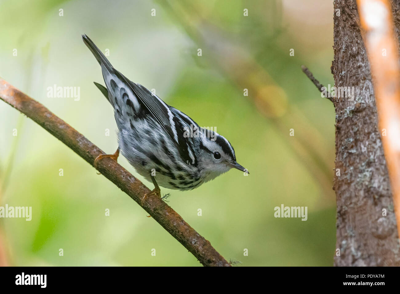 Bianco e nero trillo; Mniotilta varia Foto Stock