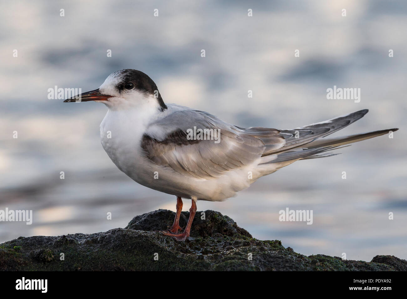 I capretti Common Tern (Sterna hirundo) Foto Stock