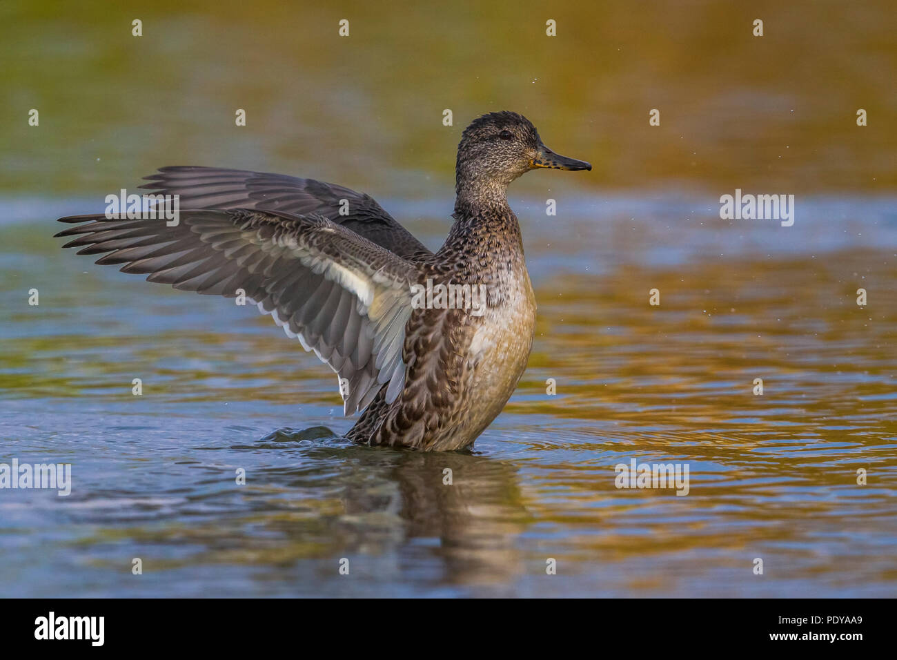 Comune Femmina Teal; Anas crecca Foto Stock