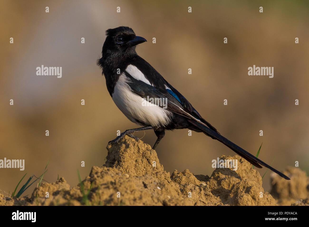 Eurasian Gazza; Pica pica Foto Stock