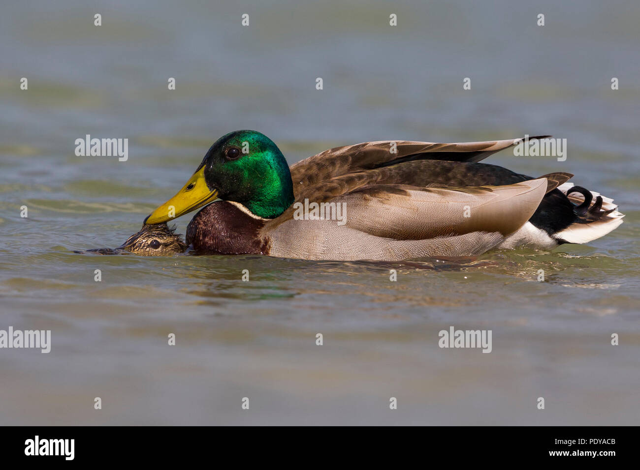 Germani reali (Anas platyrhynchos) coniugata Foto Stock