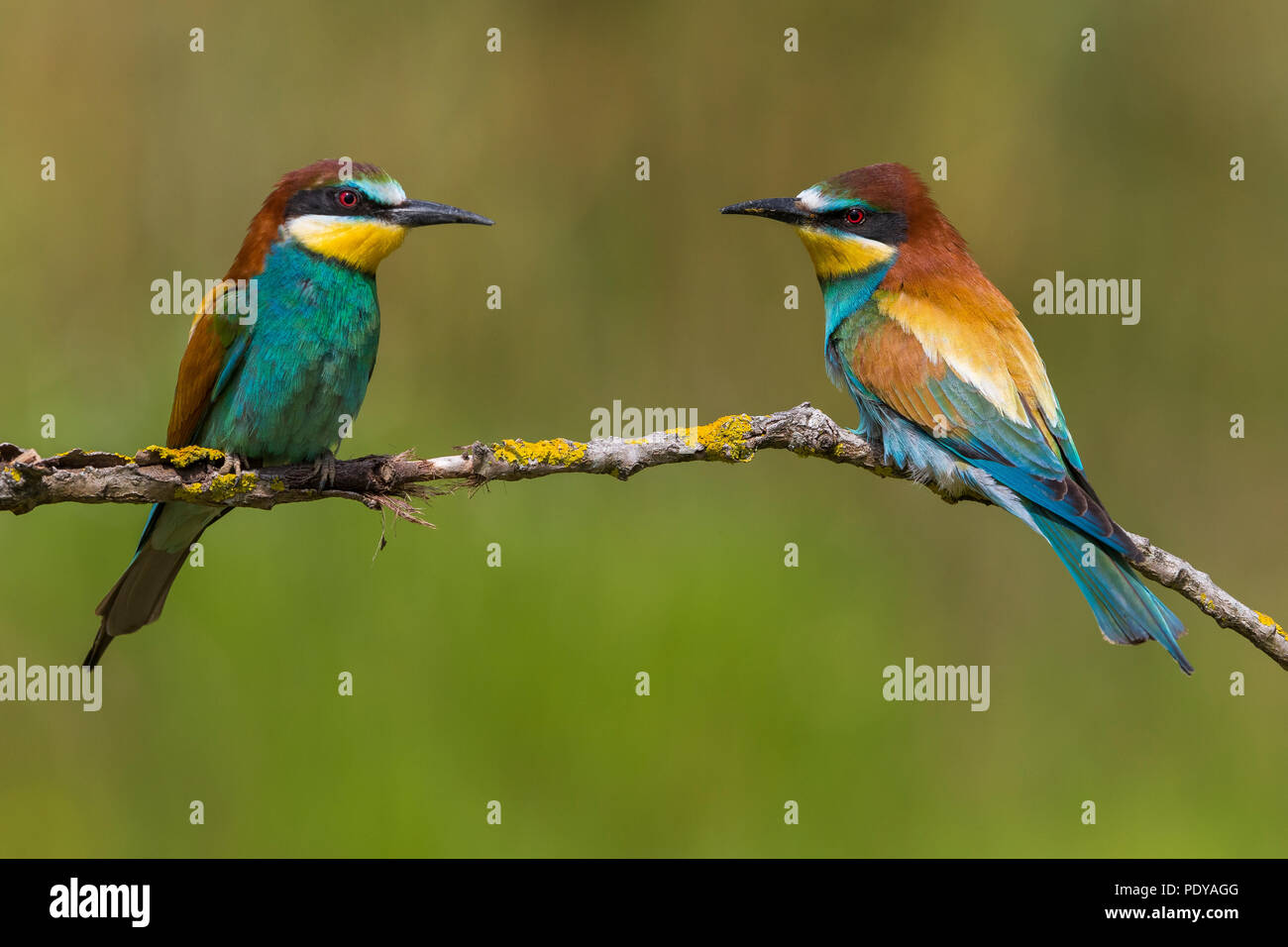 Unione Gruccione (Merops apiaster) il comportamento di corteggiamento Foto Stock