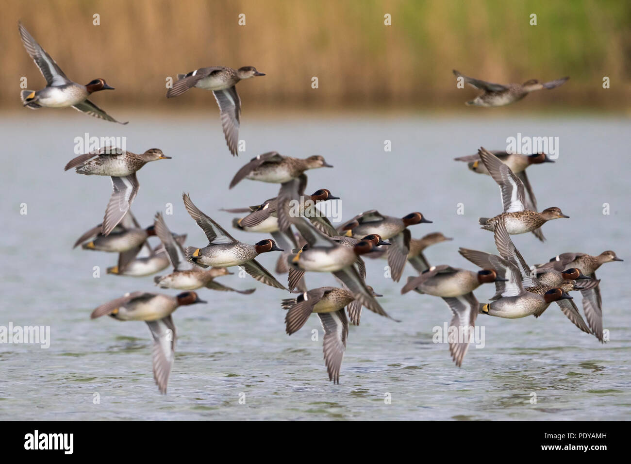 Comune di volo alzavole; Anas crecca Foto Stock