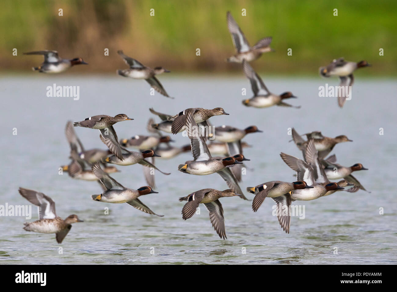 Comune di volo alzavole; Anas crecca Foto Stock