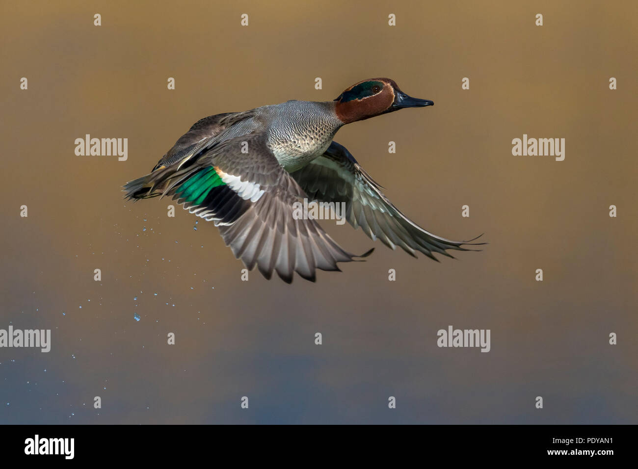 Flying maschio Teal comune; Anas crecca Foto Stock