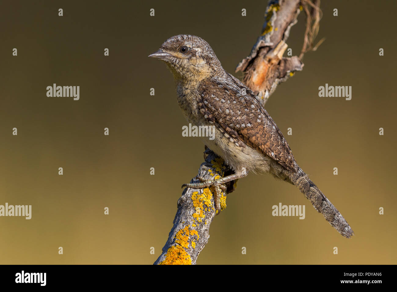 Eurasian spasmodico; Jynx torquilla Foto Stock