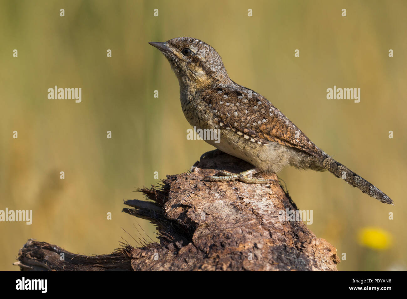 Eurasian spasmodico; Jynx torquilla Foto Stock