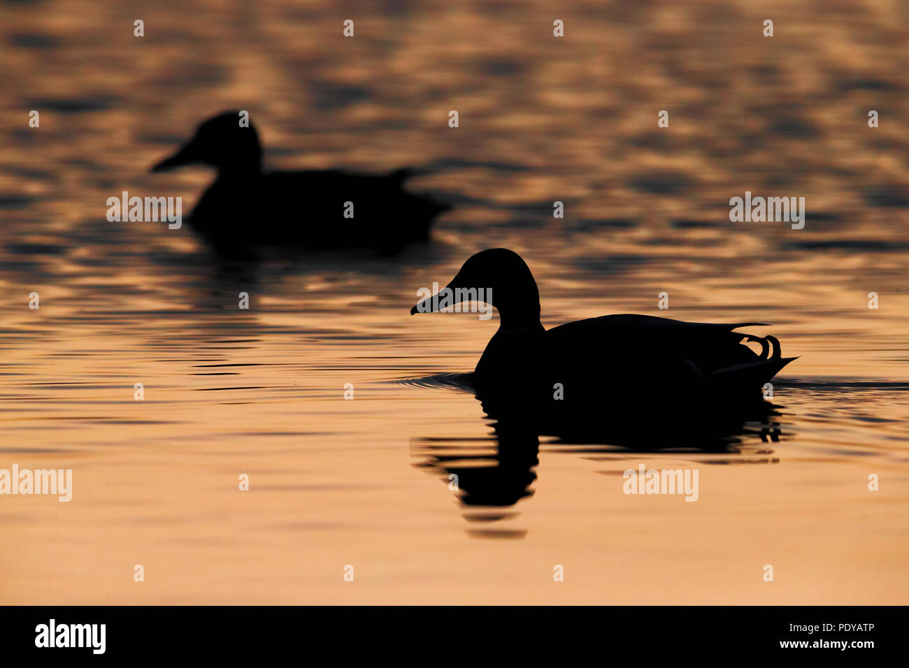 Silhouet di due germani reali; Anas platyrhynchos Foto Stock