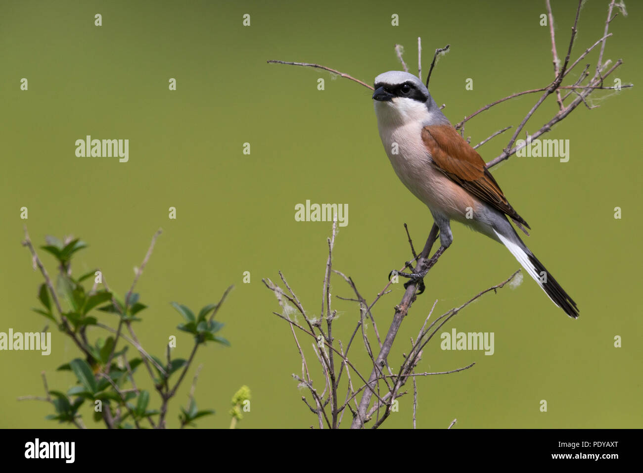 Adulto rosso-backed Shrike; Lanius collurio Foto Stock