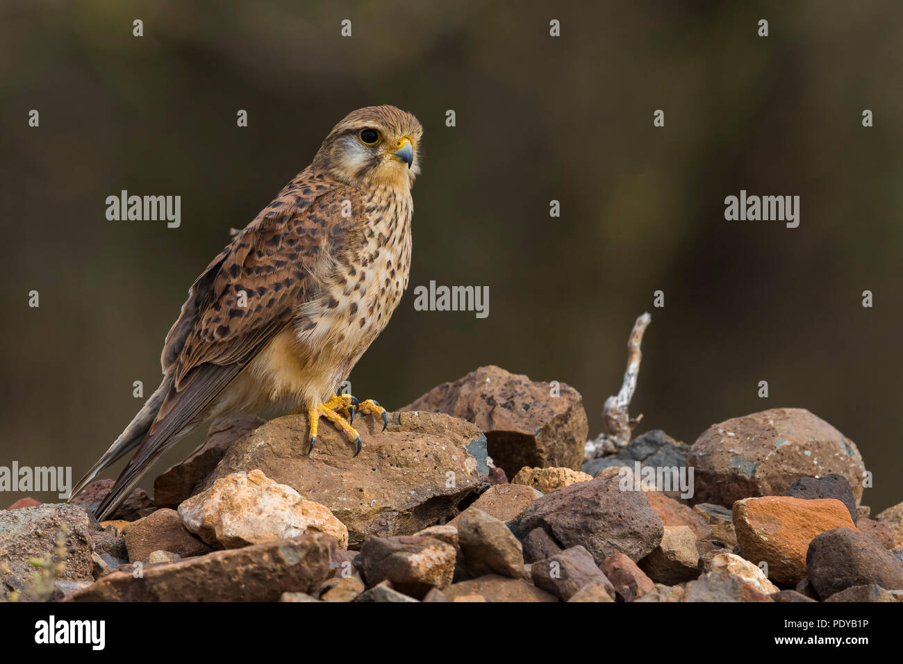 L'Alexander; Gheppio Falco tinnunculus alexandri Foto Stock