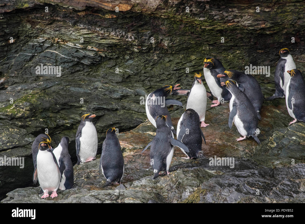 Maccheroni colonia di pinguini nel sud le isole Shetland Foto Stock