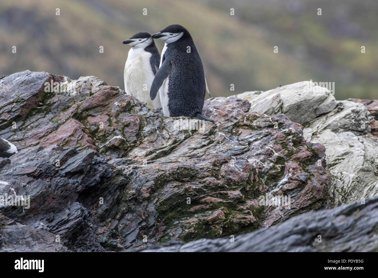 Lone pinguini Chinstrap passeggiate nella neve Foto Stock