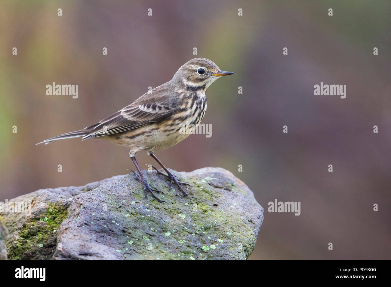 American Buff-Pipit panciuto (Anthus rubescens rubescens) arroccata su una roccia Foto Stock