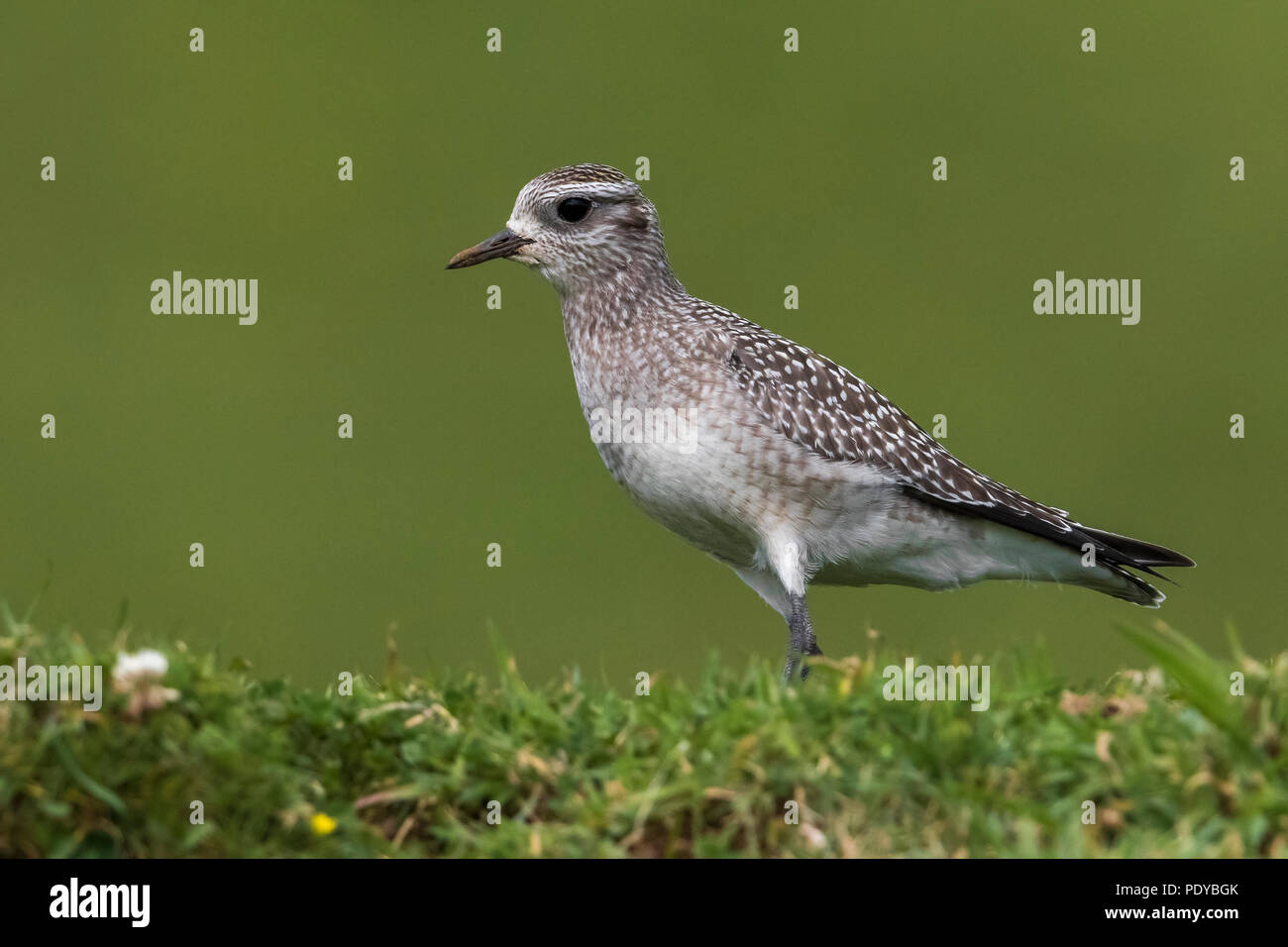 American Golden Plover; Pluvialis dominica Foto Stock