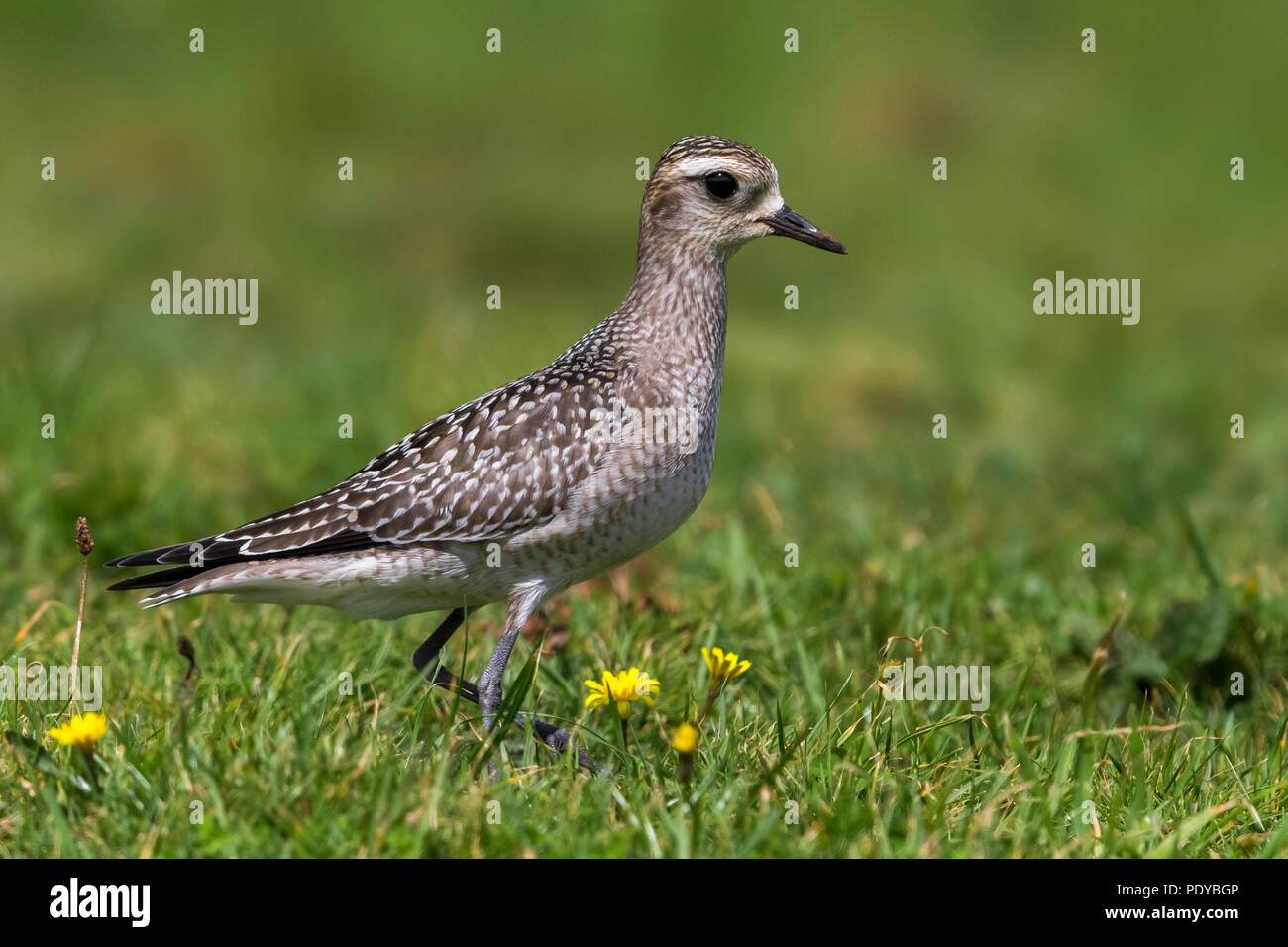 American Golden Plover; Pluvialis dominica Foto Stock