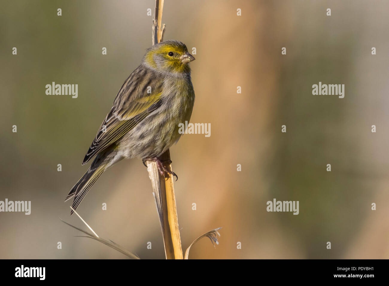 Canarie atlantico; Serinus canaria Foto Stock