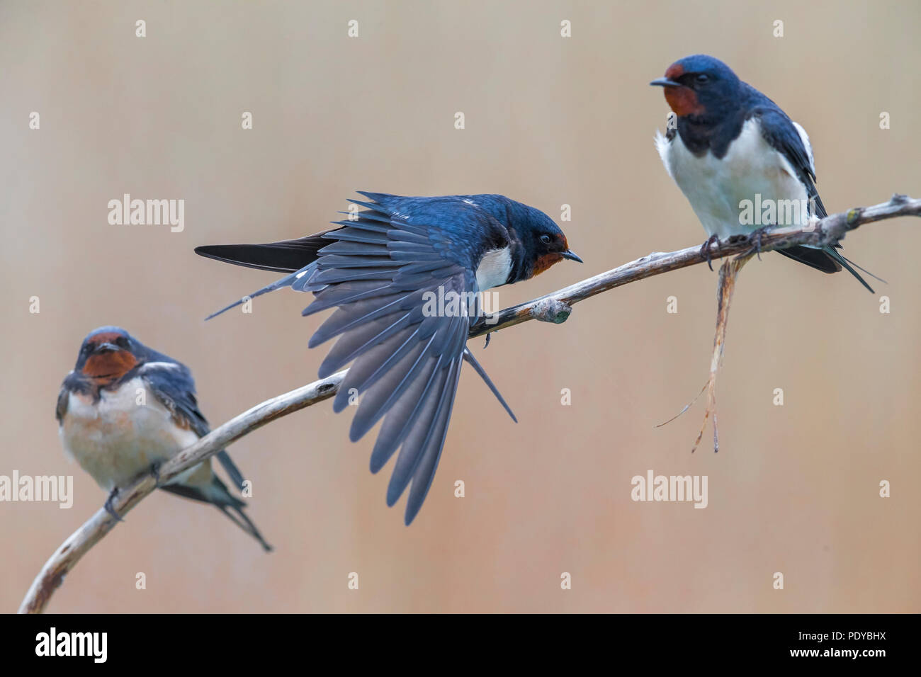 Tre Rondini; Hirundo rustica Foto Stock